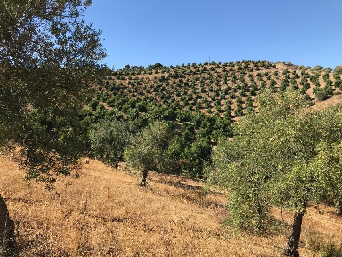 Studio Views Apartment, Cortijo Fruitful Hills マラガ エクステリア 写真